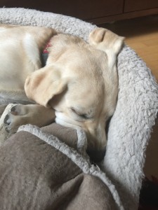 Wilson (dog) sleeping